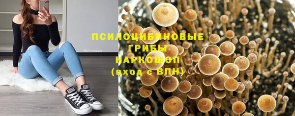 сатива Пересвет