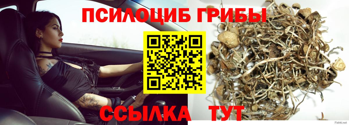 Псилоцибиновые грибы Psilocybe  Вход с VPN  Урай 
